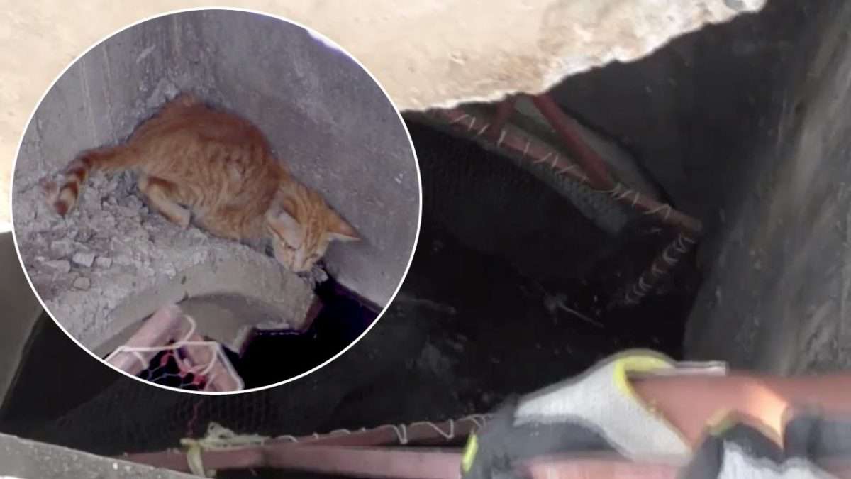 Kitten Stuck In Drain For Two Nights Rescued