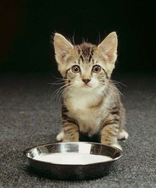 Lactose Intolerance: Why Milk Is Bad For Cats (With images ...
