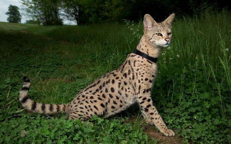 Largest Cat Breeds In The World â Top 10 List