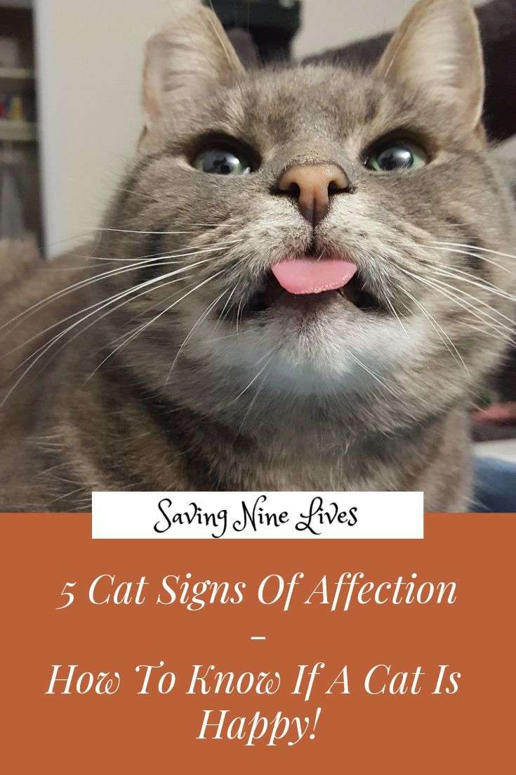 Learn more about cat behavior and the signs of a happy cat ...