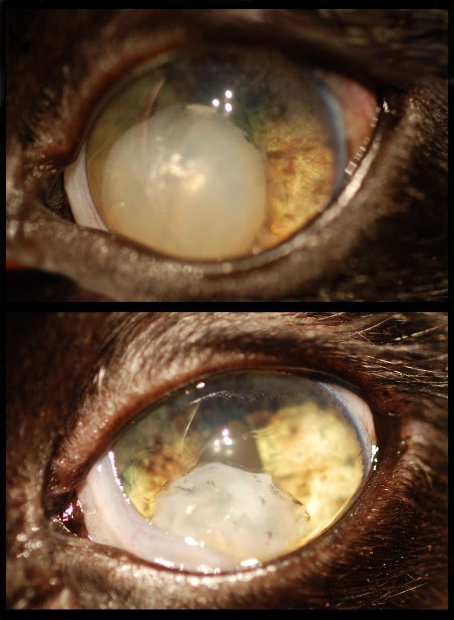 Lens Instability (Luxation/Subluxation) In the Dog &  Cat ...