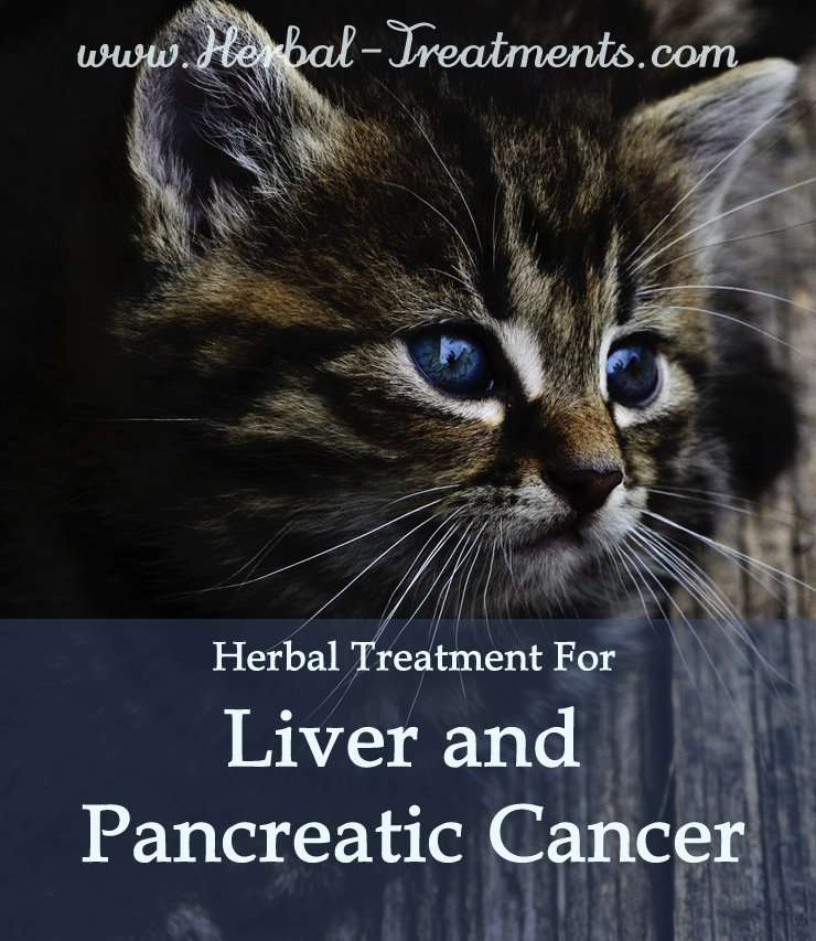 Liver and Pancreatic Cancer in Cats  Caraf Avnayt