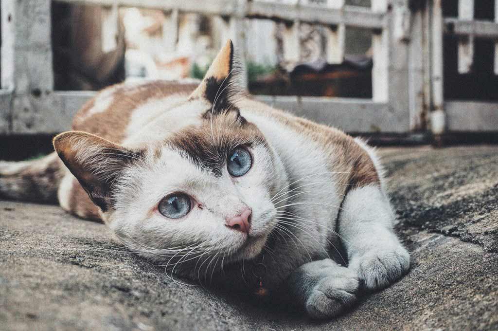 Liver Disease in Cats: Causes and Symptoms