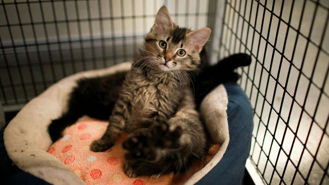 Looking to adopt a cat? Check out these Raleigh adoption ...