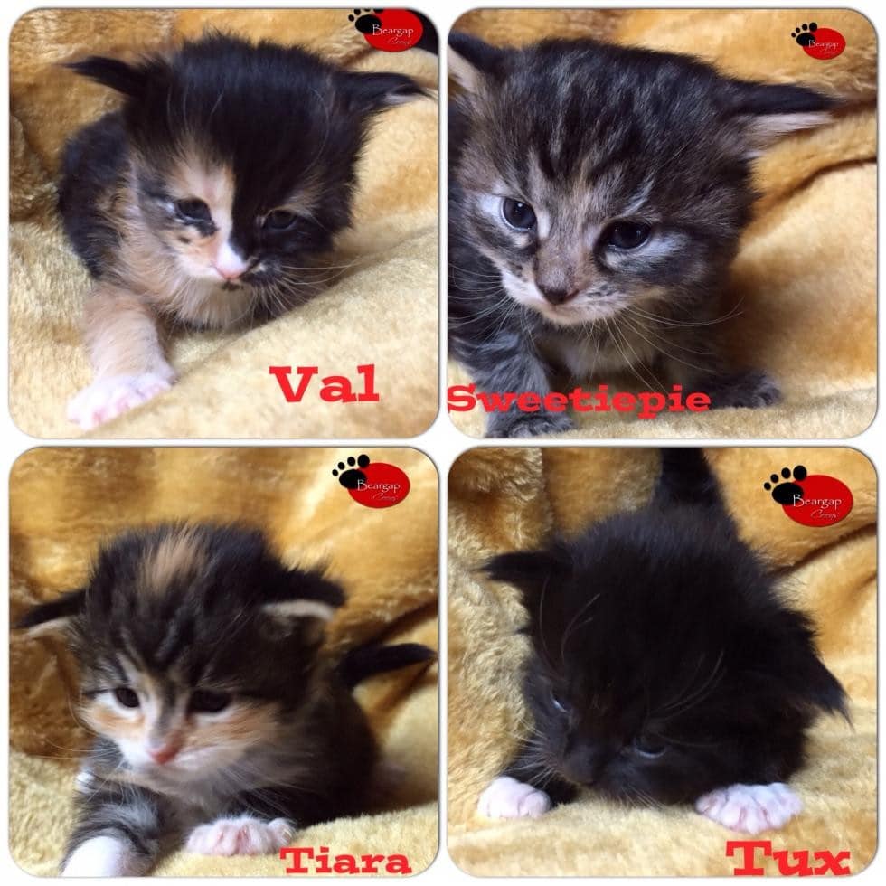 Maine Coon Cats For Sale