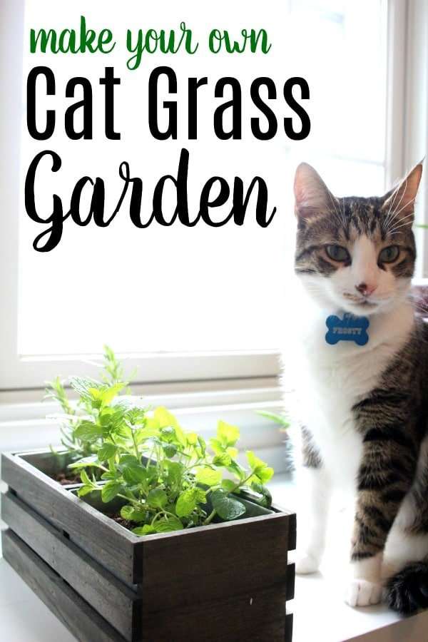 Make a Cat Grass Garden with Herbs Cats Can Eat