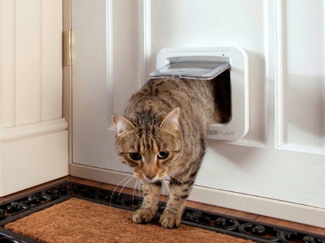 Make your Cat Feel at Home with the SureFlap Microchip Cat ...