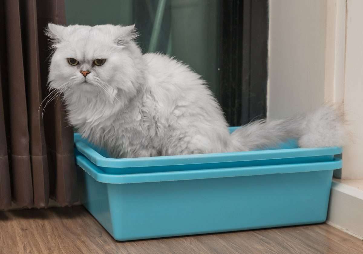 Management tips for constipated cats