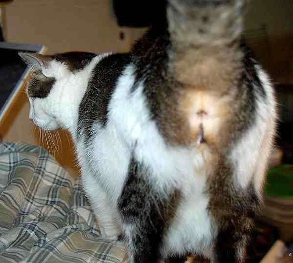 More About Why Do Cats Stick Their Bum In The Air When You ...