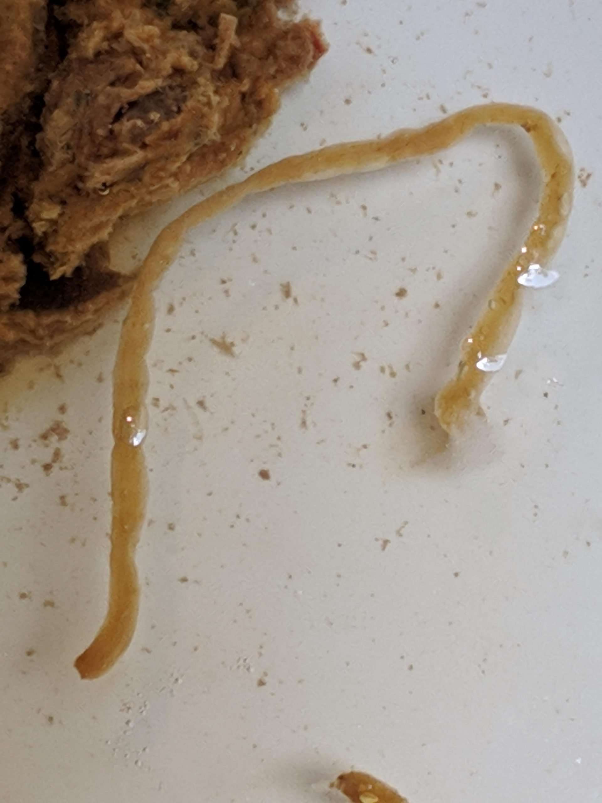 My boyfriend found this in his poop, tapeworm? : medical ...