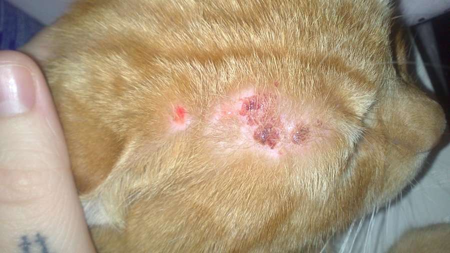 My Cat Has Scabs On Back