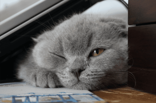 My cat is coughing: the 7 causes of cough in cats  The ...