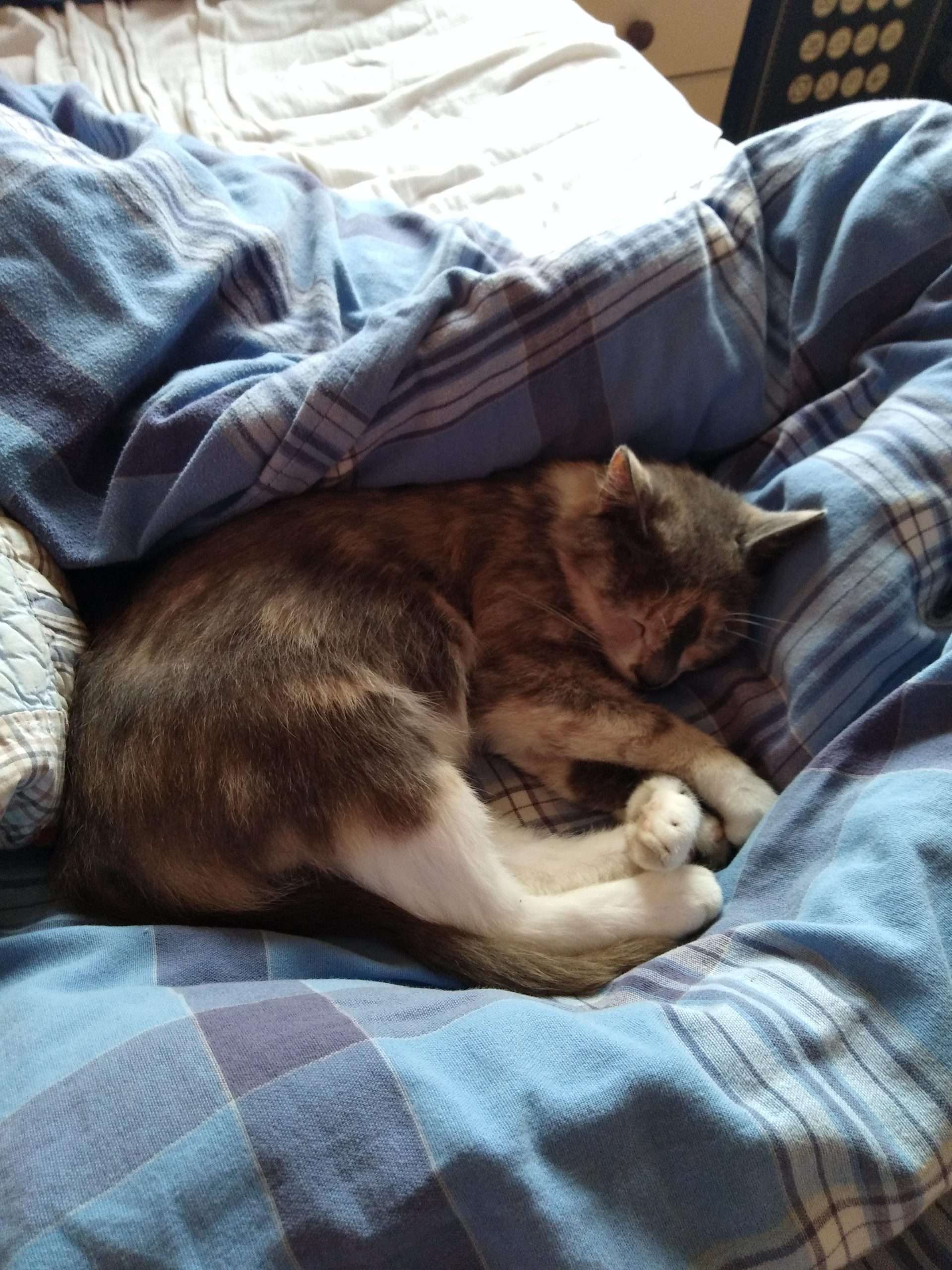 My cat sleeping on my bed. : cats