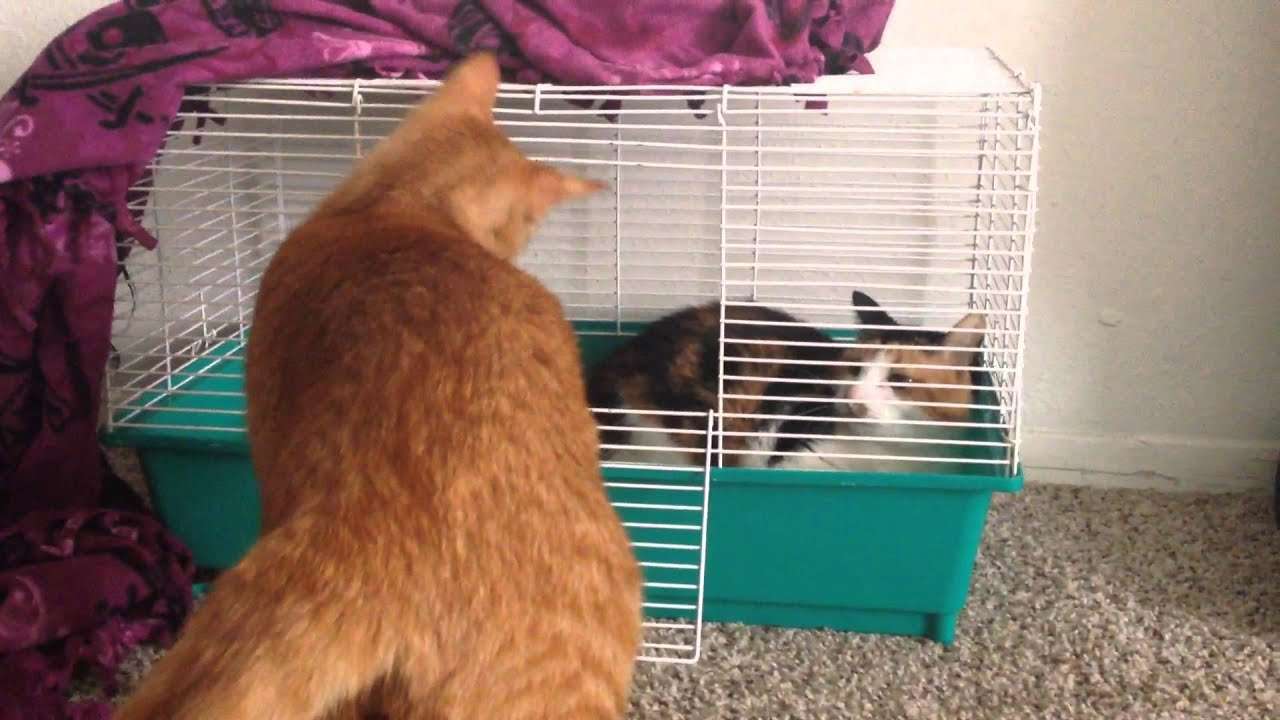 My cats hate each other!!