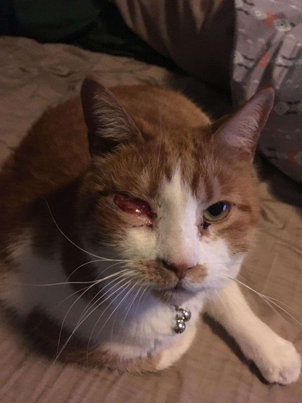 My cats left eye is swollen shut more than any photos I ...