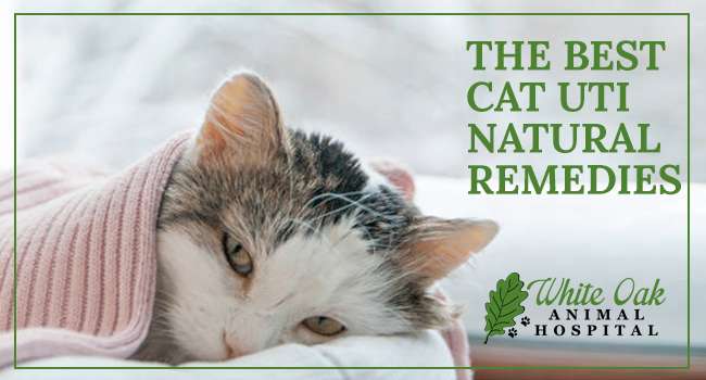 Natural Remedies For Cat Uti