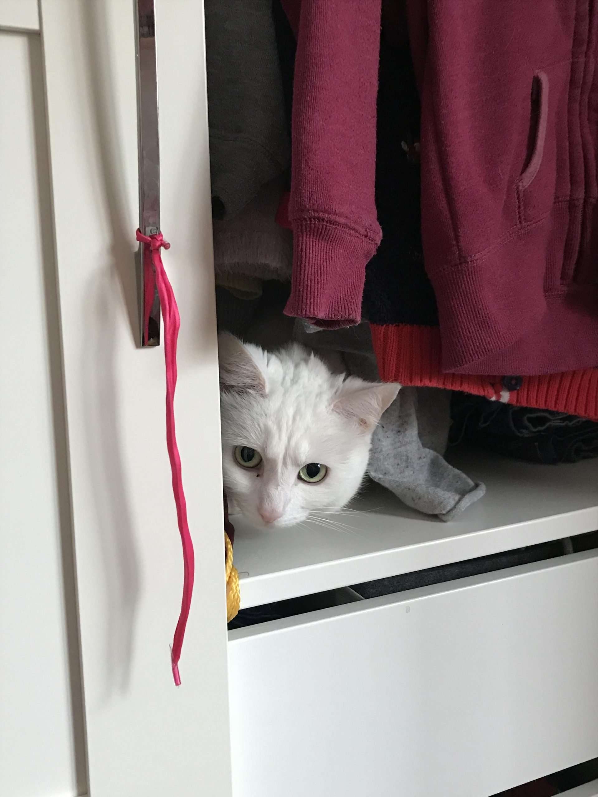 New Kitten Hiding Not Eating