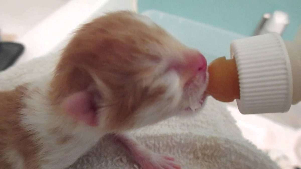 Newborn kitten bottle feeding