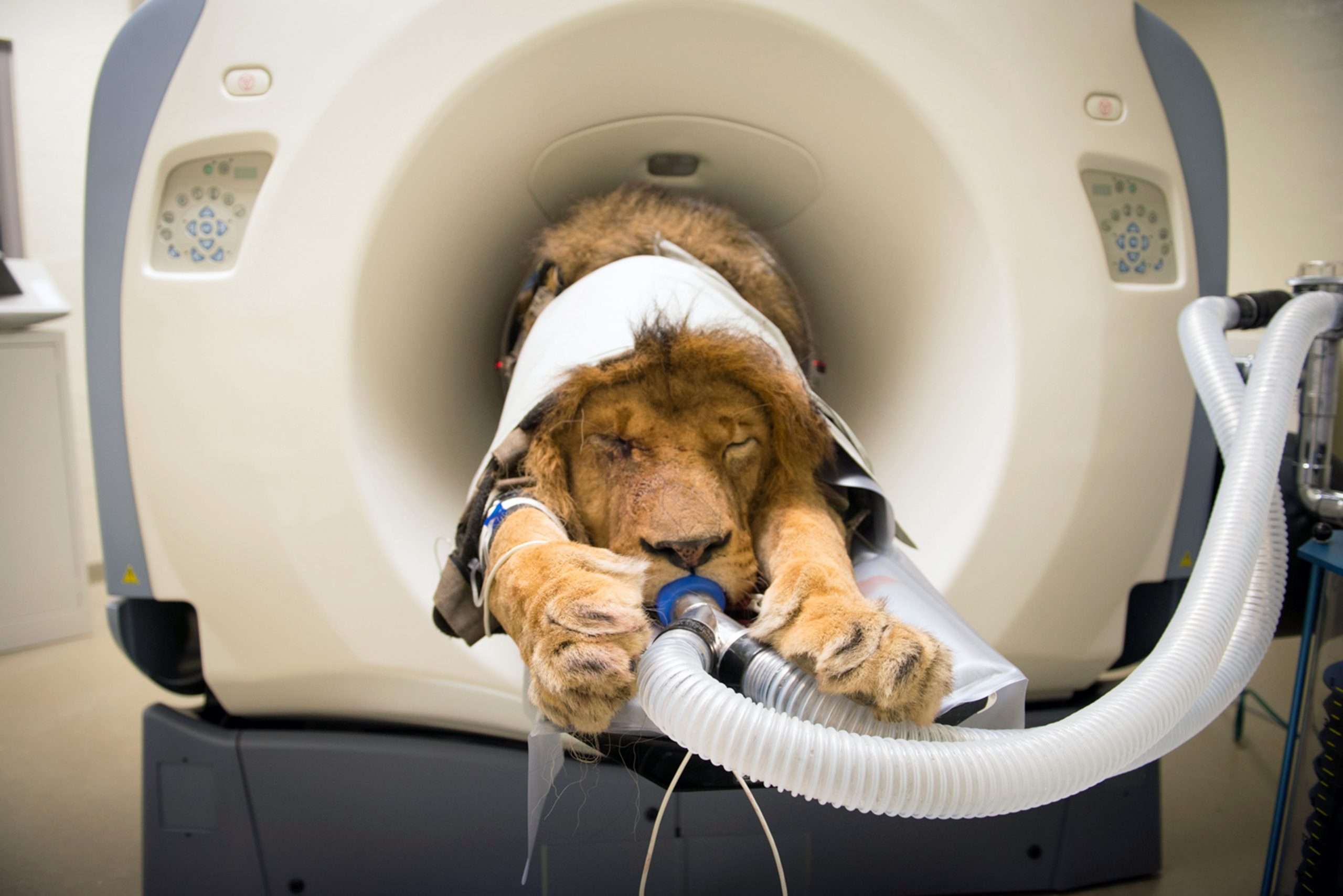 Now thatâs a cat scan! Zoo uses pioneering technology to ...