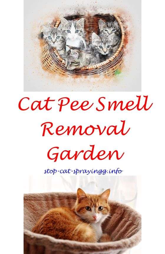 Old Cat Urine Odor Removal Home Remedy