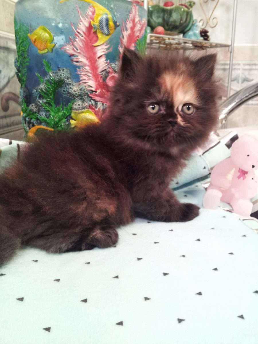 Persian Kittens For Sale Charlotte Nc â Pet and Animals Care
