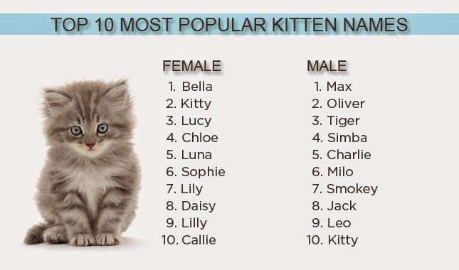 Pet Doctor: Top 10 Most Popular Cat Names