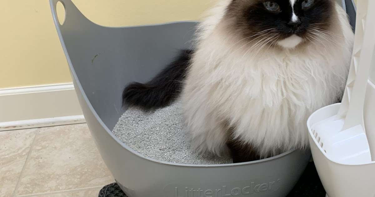 PetMd: How Often Do Cats Poop And Pee