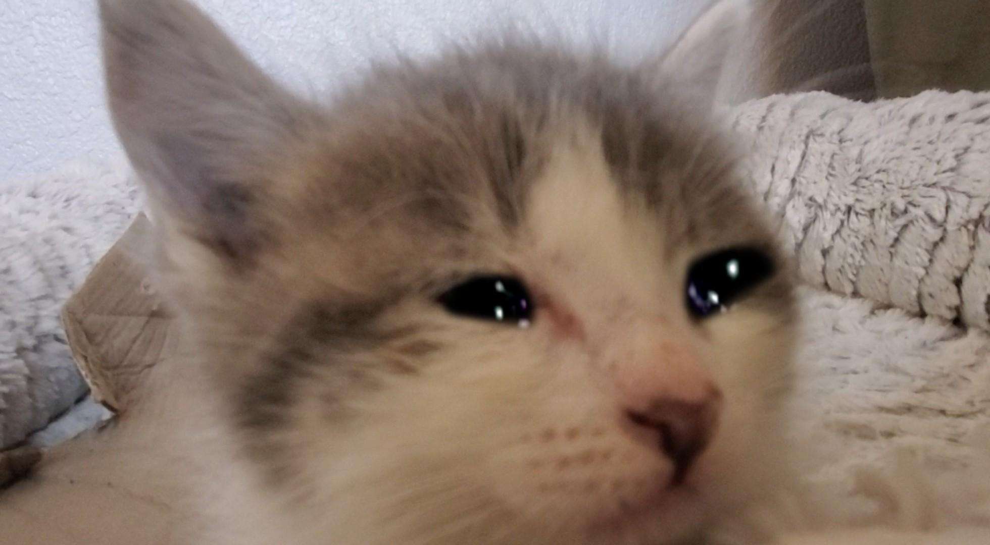 PetMd: Is My Kitten Crying