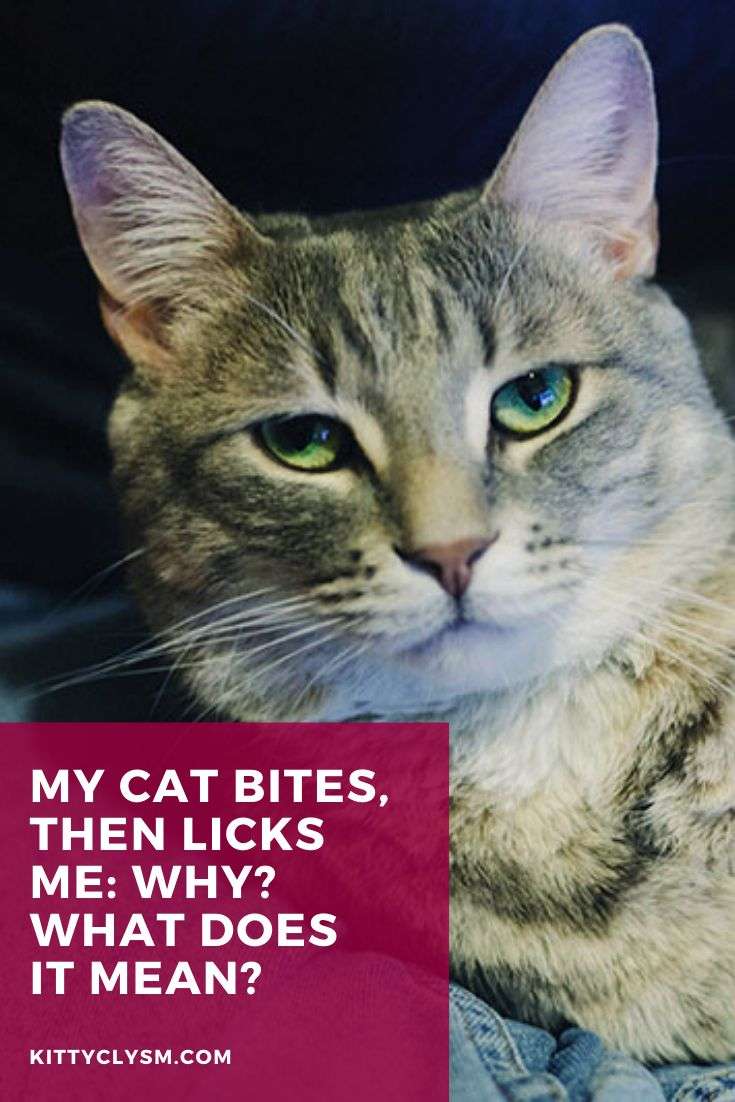 Pin on { KittyClysm Articles } Cat Blog Posts