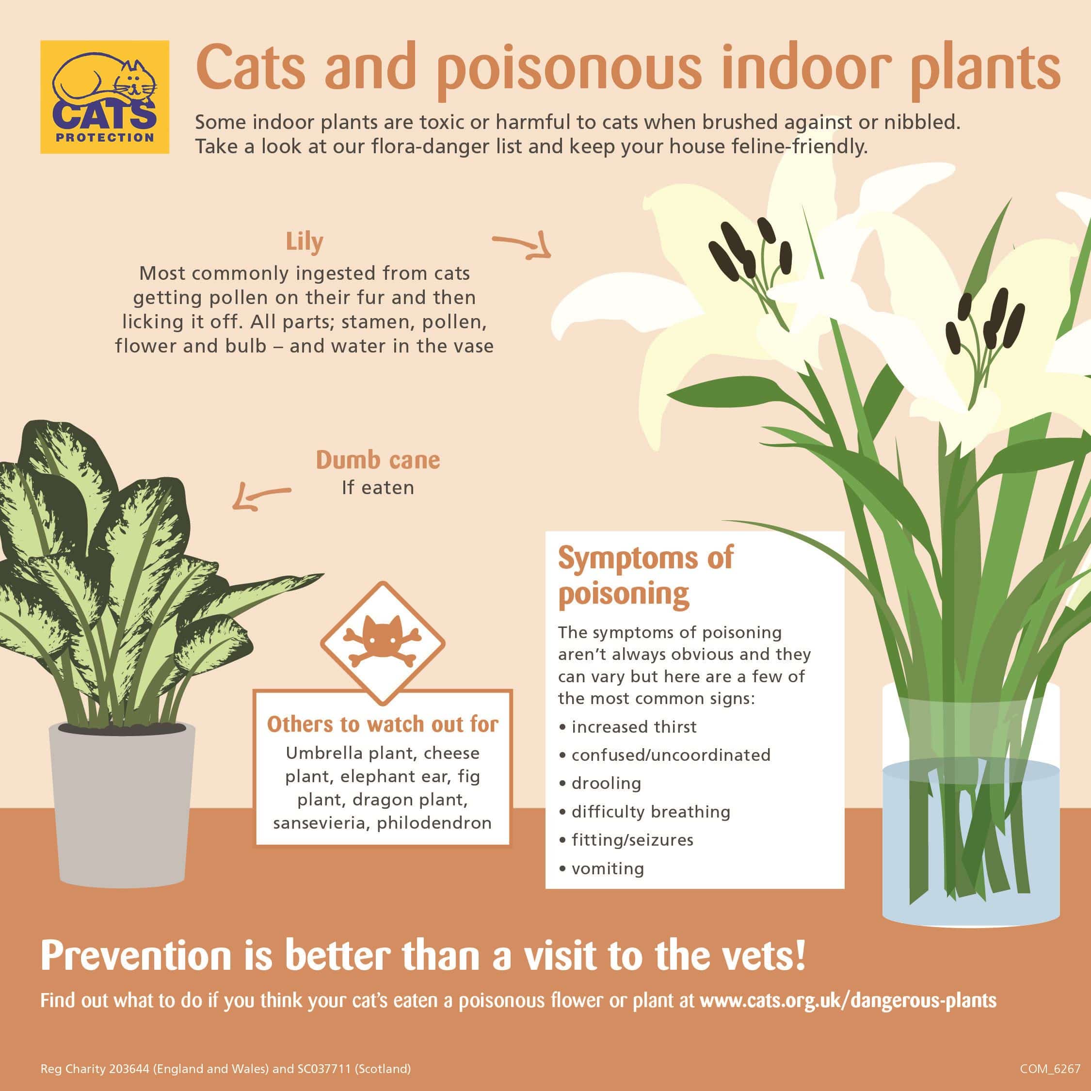 Plants Poisonous to Cats  Our Guide