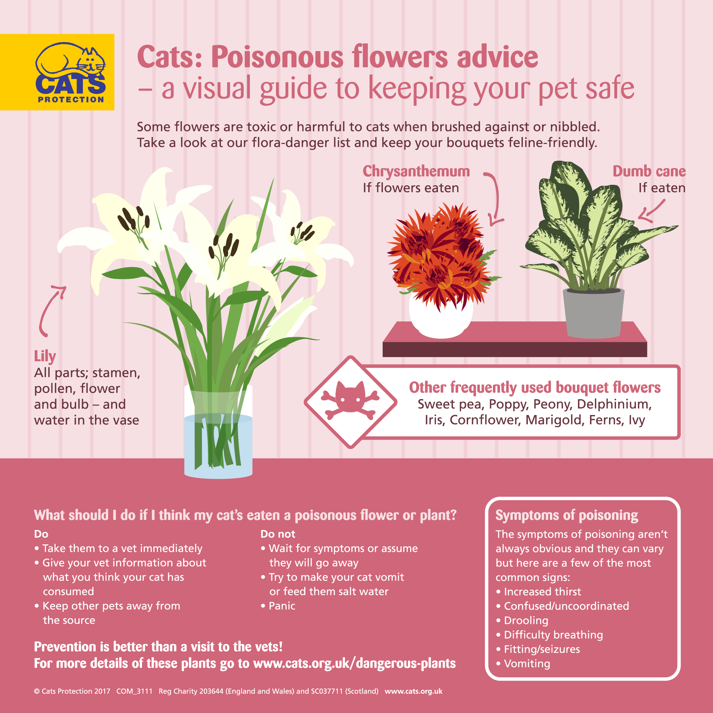Poisoning in cats