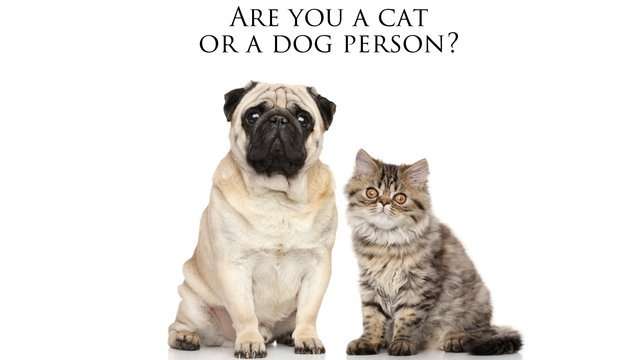 Quiz: are you a cat or a dog person? (we think we can tell ...