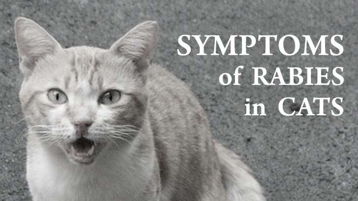 Rabies In Cats