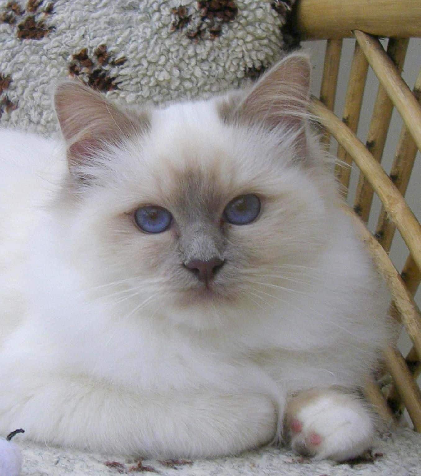 Ragdoll Kittens For Sale Colorado