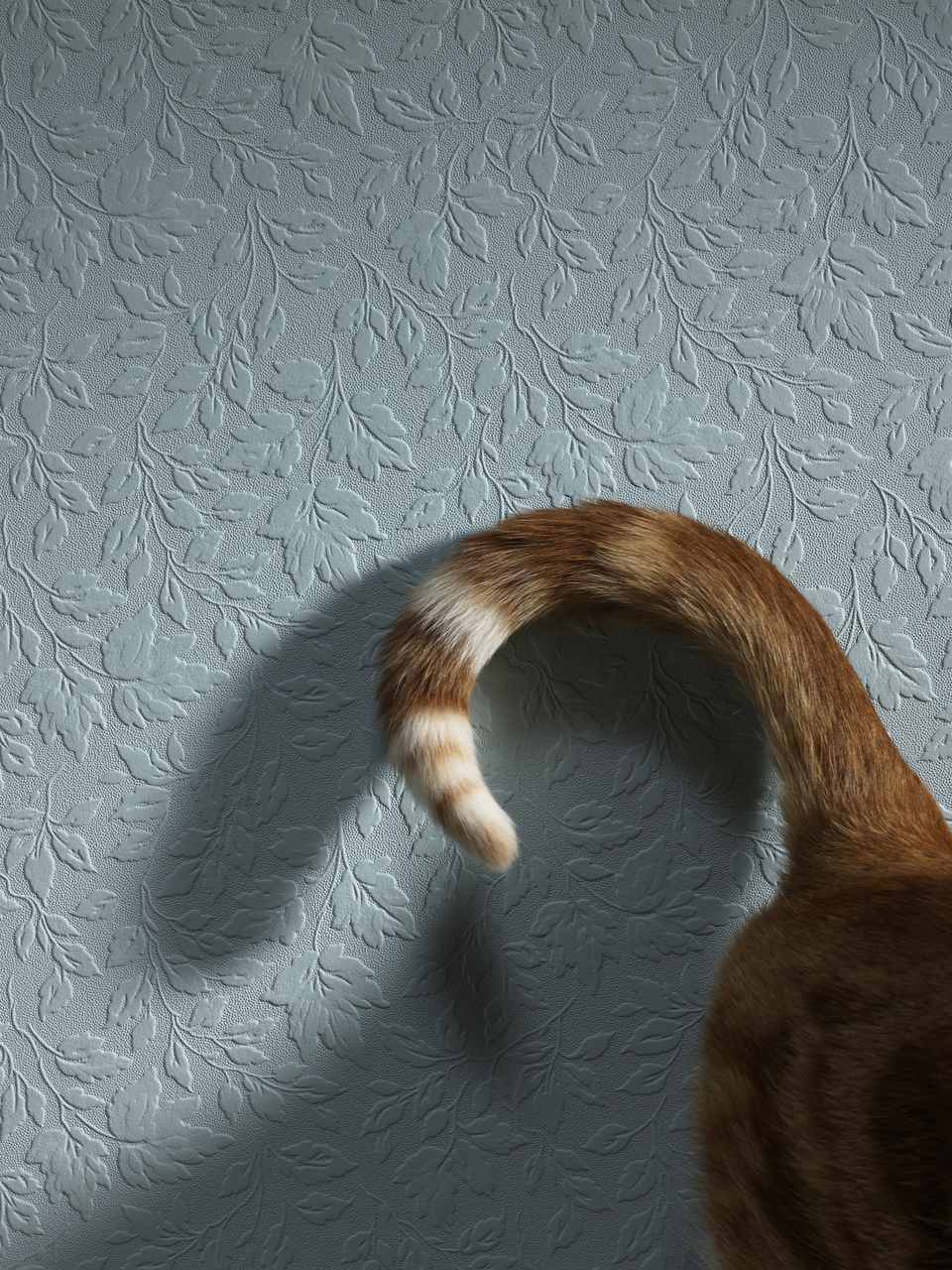 Reasons for Cat Attacking Tail and How to Stop It