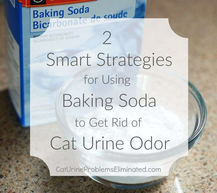 Removing Cat Urine From Carpet Baking Soda in 2020 ...