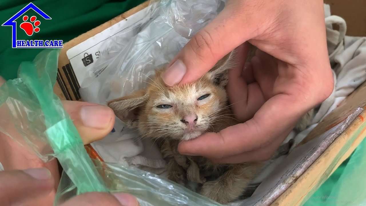 Rescue a dying baby kittens on street with bad condition ...