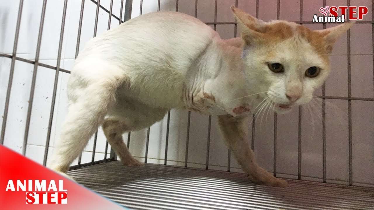 Rescue Poor Stray Cat who suffered from a Front Leg Broken ...