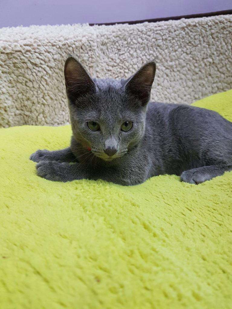 Russian Blue Cat For Sale Virginia