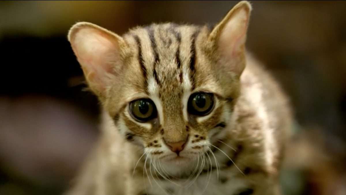 Rusty Spotted Cat For Sale Usa