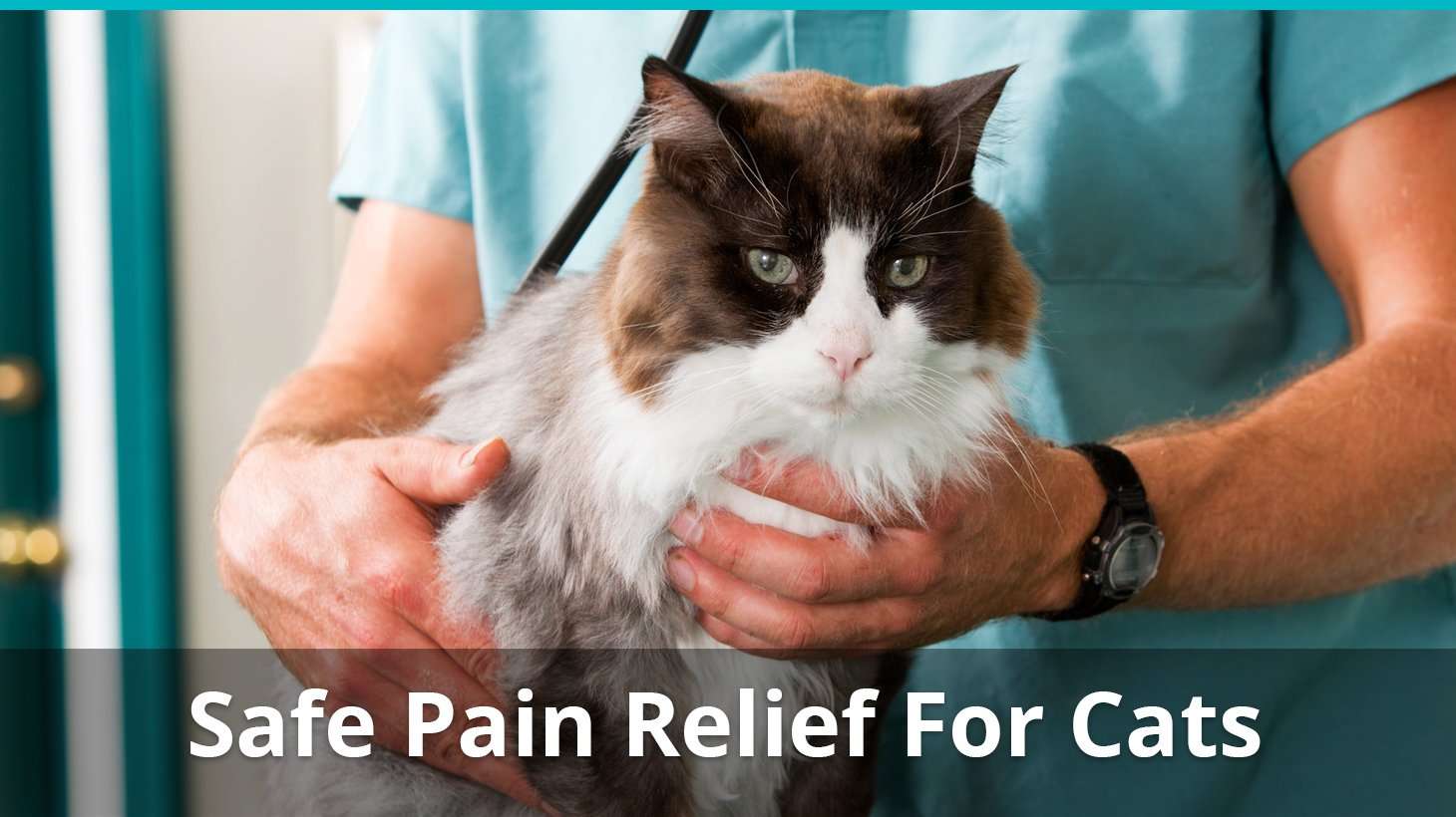Safe Pain Relief For Cats: What Can You Give A Cat For Pain At Home?
