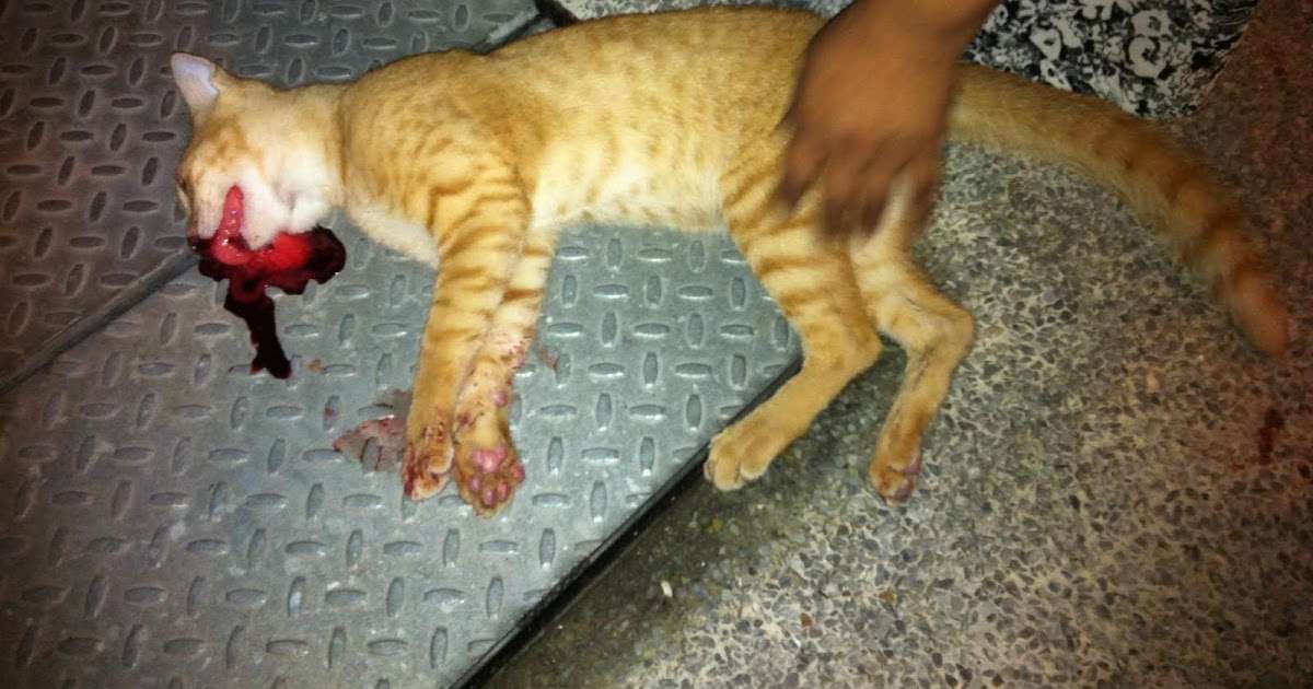 Singapore Community Cats: .this kitten was THROWN OFF THE ...