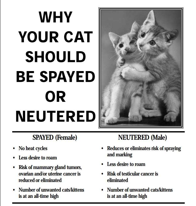 Spay And Neuter