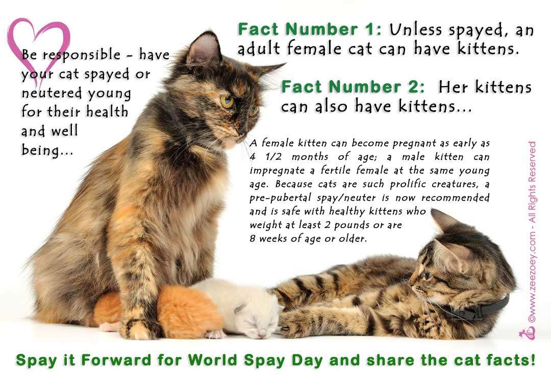 Spay it Forward for World Spay Day and Share the Facts on Cats, Kittens ...