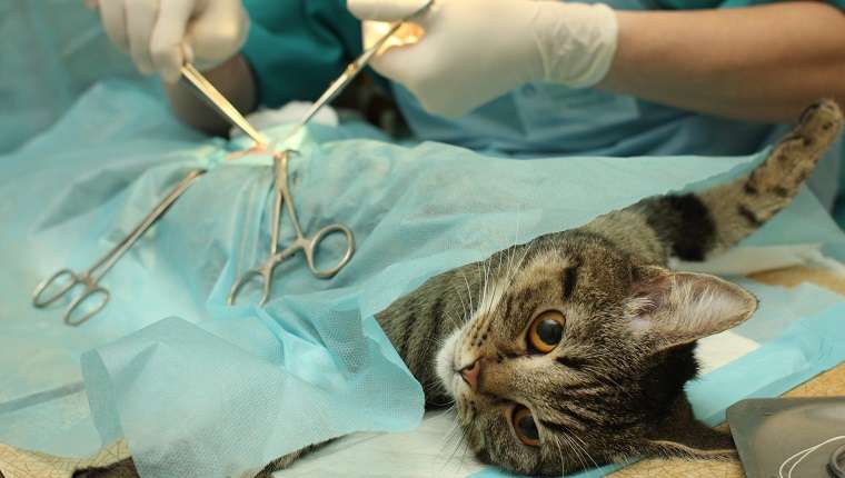 Spaying Or Neutering Your Cat: What To Expect