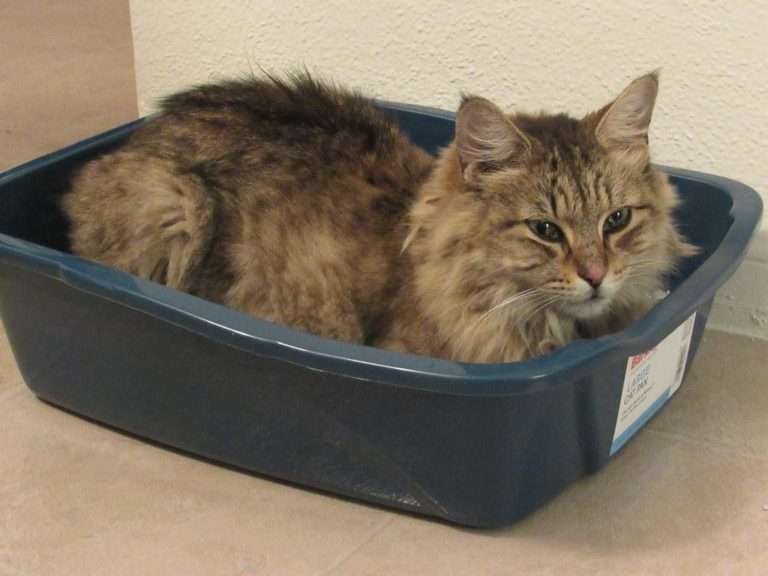 Strange Behavior: Why Does My Cat Lie In The Litter Box?