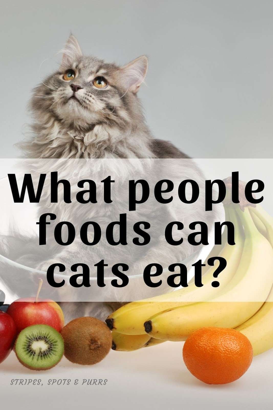 Stripes Spots and Purrs: What people food can cats eat?