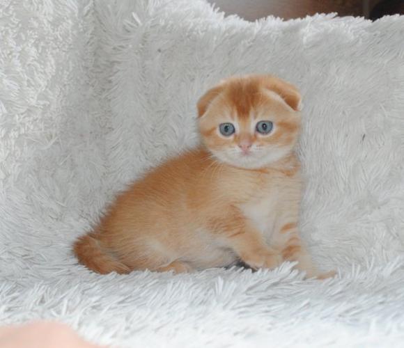 Stunning Scottish Fold Kittens with Pedigree Papers for Sale in San ...