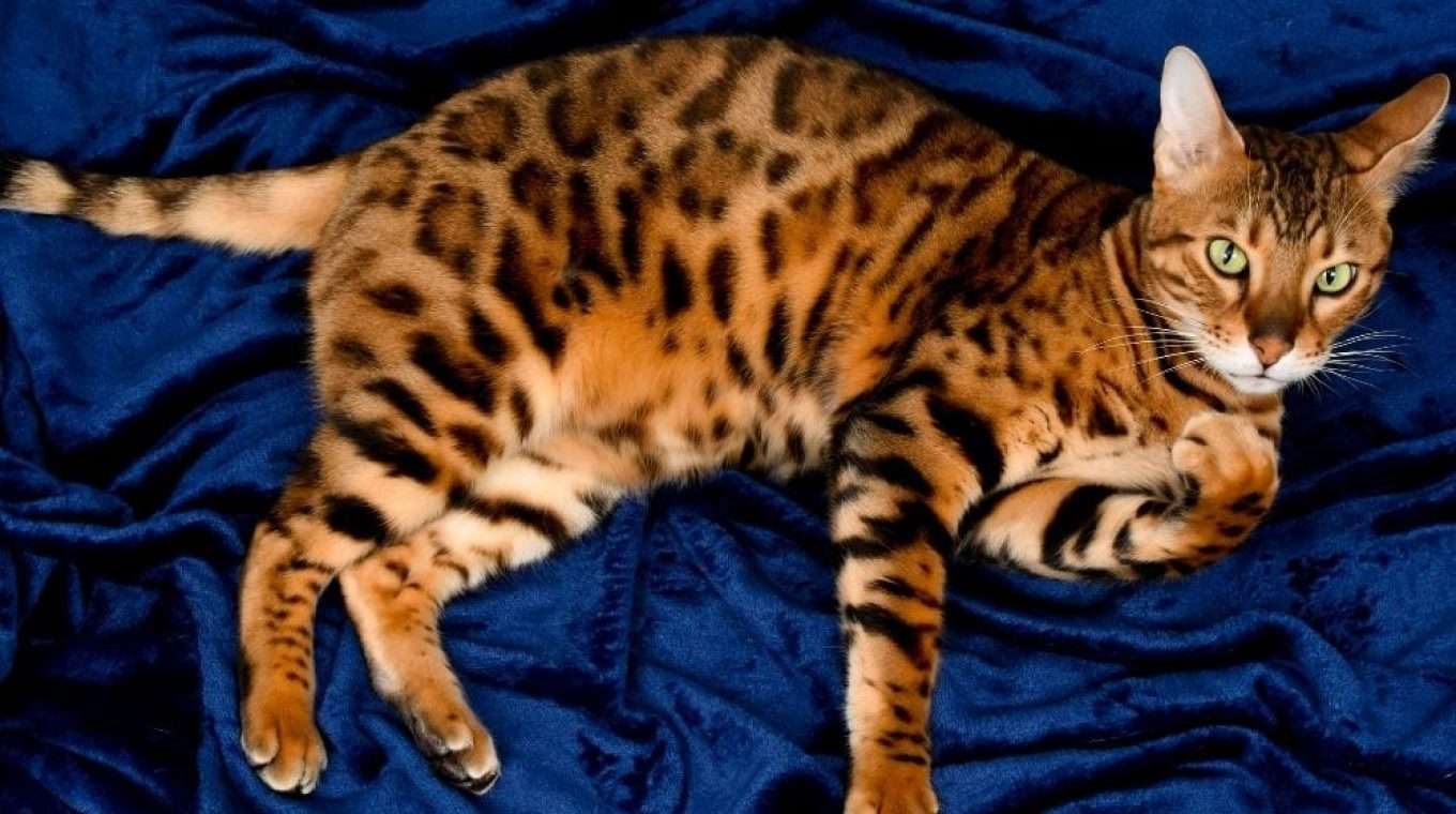 SURPRISE! 24 Most Expensive Cat Breeds That Will Shock You ...