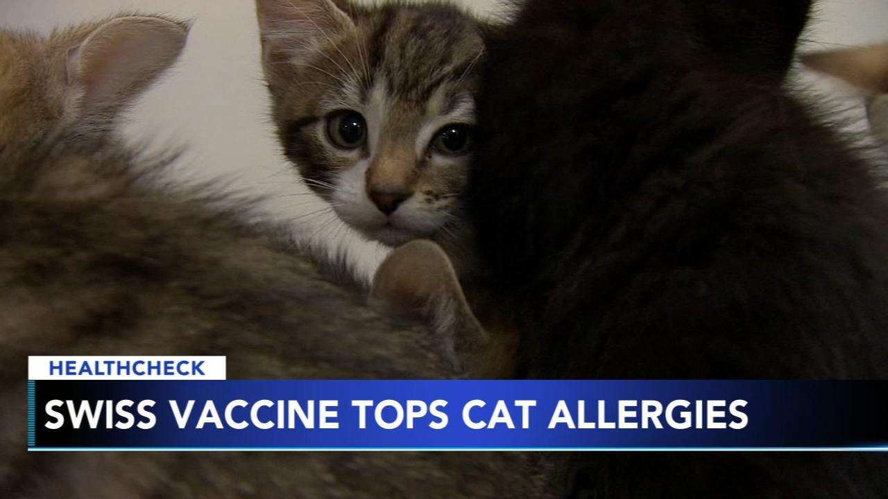 Swiss scientists testing cat allergy vaccine
